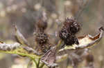 Lesser burdock